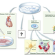 Illustration for article titled Embryonic Stem Cells Enlisted to Combat Blindness